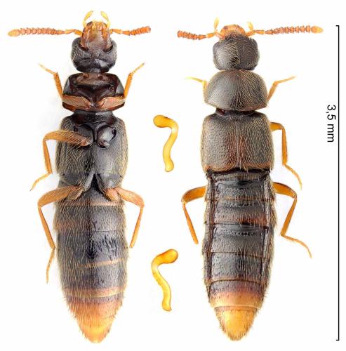 Réf. 336 569 : Crataraea suturalis